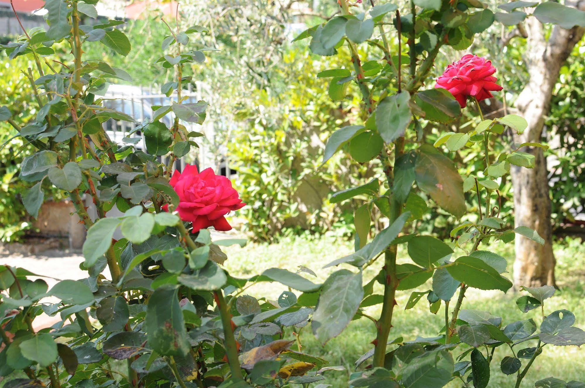 Marinetta Bed & Breakfast Signa Dış mekan fotoğraf